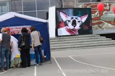 Аренда светодиодного экрана для выставки кошек